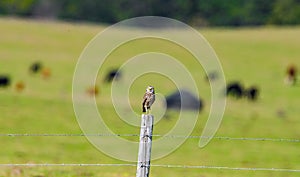 Adult wild Burrowing owl - Athene cunicularia - Perched on fence post with pasture full of cows and green grass blurred behind it