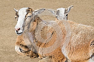 Adult wild female mouflon with her lamb