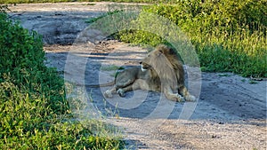 An adult wild lion with a lush mane lies quietly on a dirt road.