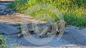 An adult wild lion is resting on a dirt road.