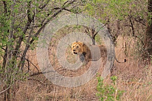 Adult wild male african lion walking savanna safari