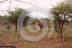Adult wild male african lion walking savanna safari