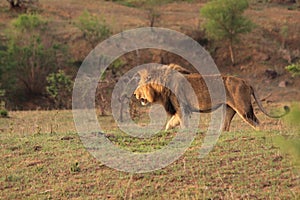 Adult wild male african lion walking savanna safari