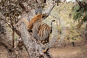 Adult wild male bengal tiger trying to climb and balance over tree trunk while on morning stroll for territory marking