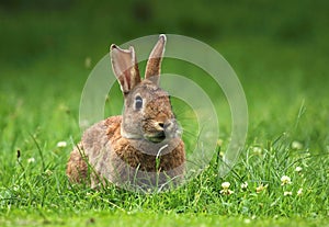 Adult wild rabbit