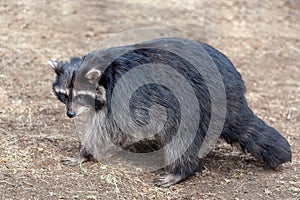 Adult wild raccoon running on the ground in nature