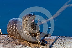 Adult Wild River Otter on Log Eating Fish