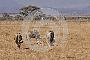 Adult wildebeests and cubs graze