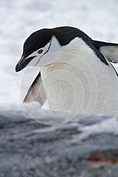 An adult wildlife chinstrap penguin (Pygoscelis antarcticus) walking on land