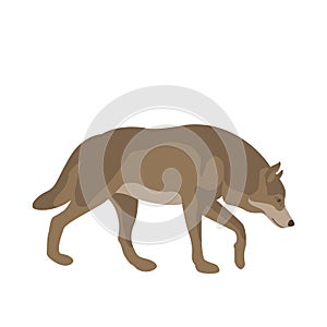 Adult wolf vector illustration flat style