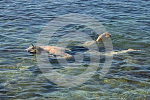 Adult woman diving into clear water of sea