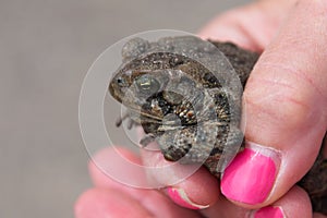 Adult woman holding a frog or toad