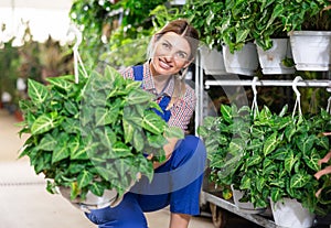 Adult woman seller holding pot with syngonium photo