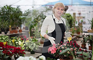 Adult woman is taking care of blooming flowers on her work place