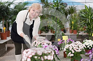 Adult woman is taking care of blooming flowers on her work place