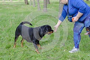 Adult Woman Training Dogs in the Park