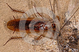 Adult Wood Cockroach eating a winged termite