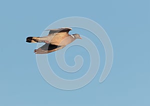 An adult Wood Pigeon or Common Wood Pigeon.