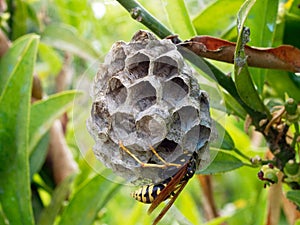 Adult Worker Wasp Tending Dead Wood Nest