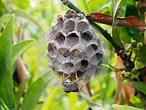 Adult Worker Wasp Tending Dead Wood Nest