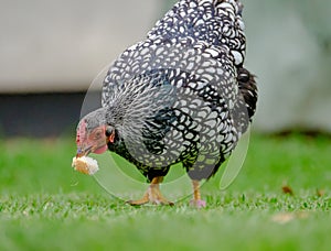 Adult Wynadotte hen seen eating bread in a garden.