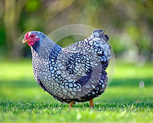 Adult Wynadotte hen seen looking for food in a garden.