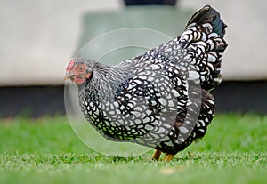 Adult Wynadotte hen seen looking for food in a garden.