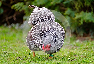 Adult Wynadotte hen seen looking for food in a garden.