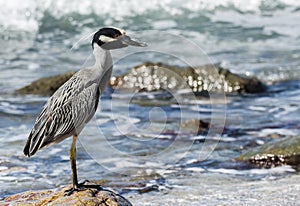 Adult Yellow-crowned Night-Heron (Nyctanassa violacea) on the Be