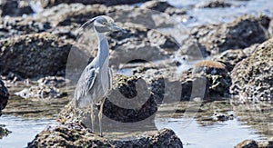 Adult Yellow-crowned Night-Heron Nyctanassa violacea Perched o
