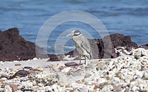 Adult Yellow-crowned Night-Heron Nyctanassa violacea Standing on a Rocky Beach