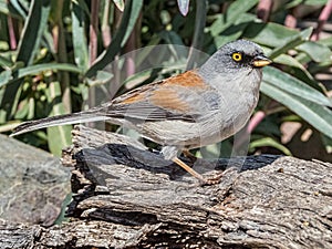 Adult Yellow Eyed Junco