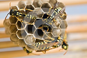 Adult yellow jacket wasps and larvae on a large nest photo