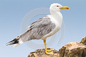 An adult of yellow legged-gull / Larus cachinnans