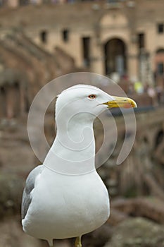 An adult yellow-legged gull Larus michahellis on the ruins of the Roman Colosseum, Rome, Italy. Seagull details. Top view.