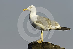 An adult of yellow-legged gull resting on the rock / Larus cachinnans