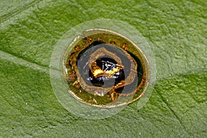 Adult Yellow Ringed Tortoise Beetle