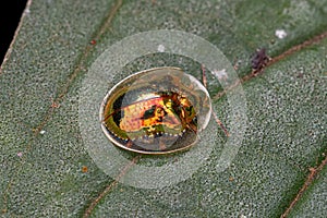 Adult Yellow Tortoise Beetle