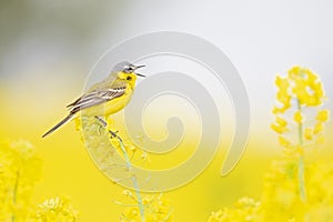 An adult yellow wagtail perched and singing on the blossom of a rapeseed field.