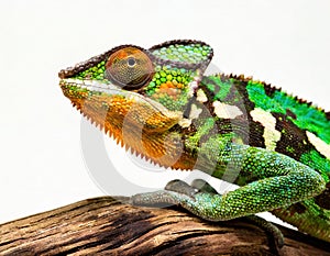 adult Yemen Veiled Chameleon - Chamaeleo calyptratus - close up. Multicolor Beautiful Chameleon closeup reptile with colorful