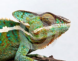 adult Yemen Veiled Chameleon - Chamaeleo calyptratus - close up. Multicolor Beautiful Chameleon closeup reptile with colorful