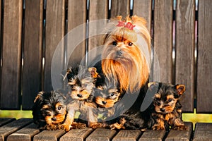 Adult Yorkshire Terrier dog with puppies