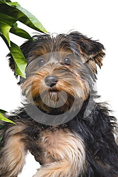 Adult Yorkshire Terrier sticking the tongue out in front of a white background