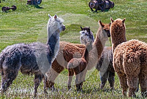 Adult and young alpacas at Posada Estancia Rio Verde, Riesco Island,, Chile