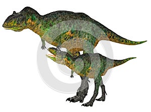 Adult and Young Aucasaurus