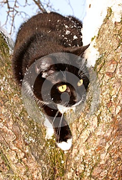 Adult young black cat with white part of body paws, chest, breast, nose, muzzle, snout and curly whiskers