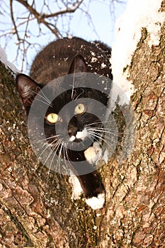 Adult young black cat with white parts of body and with big shining yellow eyes wants to jump down from a snowy tree in a spring