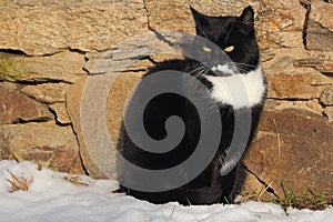 Adult young black and white cat with big shining yellow eyes sits in front of stone wall in snow at a sunny winter or spring day