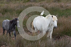 Adult and Young Camargue Horses with Cattle Egret