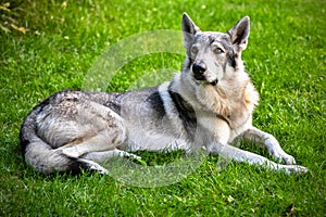 Adult young dog, Czechoslovak wolfdog in grass